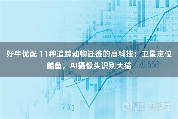 好牛优配 11种追踪动物迁徙的高科技：卫星定位鲸鱼，AI摄像头识别大猫
