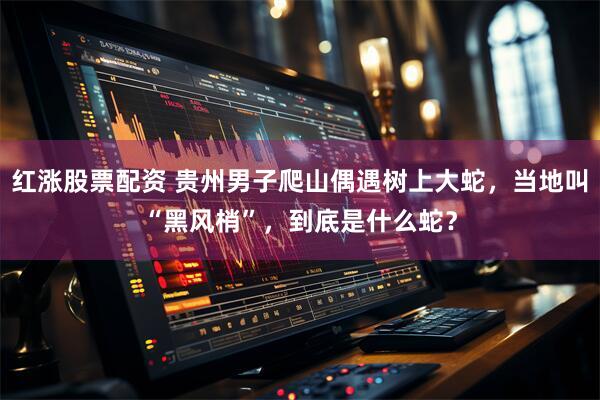 红涨股票配资 贵州男子爬山偶遇树上大蛇，当地叫“黑风梢”，到底是什么蛇？